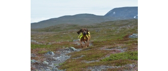 Posokowiec – co to za pies? Jak powinno wyglądać jego szkolenie?