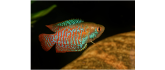 Prętnik (Trichogaster lalius) - najważniejsze informacje o rodzajach tych ryb