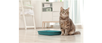 Ratunku! Mój kot sika na łóżko! Co robić?