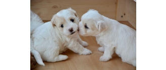 Czy warto wysłać szczeniaka do przedszkola dla psów?