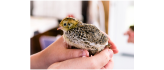 Przepiórki - czy mogą być zwierzętami domowymi?