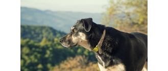 Przepuklina u psa dorosłego i szczeniaka