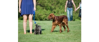 Kogo pies uważa za pana? Jak stać się psim przywódcą?