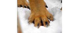 Wilczy pazur – co to takiego? U jaki ras występuje? Co z nim robić?