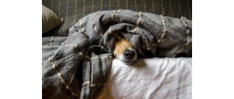 Psie pasożyty niebezpieczne dla ludzi. Przeczytaj, czym możesz zarazić się od psa