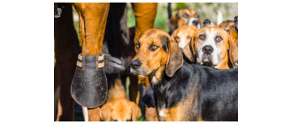 Grupa VI psów w FCI: Psy gończe i rasy pokrewne