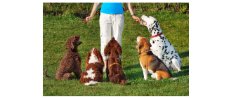 Rasy hybrydowe psów - niebezpieczna moda?