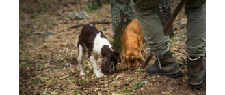 Jaki jest pies na trufle? Rasy i szkolenie
