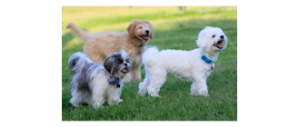 Grupa IX FCI: Psy ozdobne i do towarzystwa