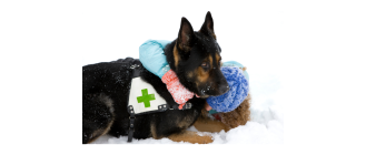 Jak pracują psy ratownicze? Poznaj podział i rekomendowane rasy