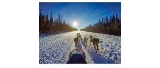 Czym charakteryzują się psy zaprzęgowe i jakie mają potrzeby?