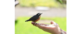 Jakie ptaki śpiewają nad ranem, a jakie w nocy? Poznaj śpiewające ptaki w Polsce