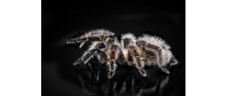 Ptasznik – hodowla pająka domowego