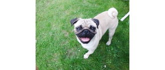 Na czym polega zbilansowana dieta psa? Co warto wiedzieć o karmieniu czworonoga?