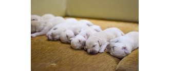 Rozwój szczeniaka – jak wyglądają poszczególne etapy?