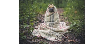 Szczepienia psa – które należy wykonać? Jakie są terminy i koszty?