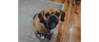 Puggle – najważniejsze informacje o krzyżówce mopsa i beagle'a