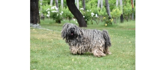 Komondor (owczarek węgierski) – najważniejsze informacje o rasie