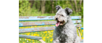 Pumi – węgierski pies pasterski. Encyklopedia ras psów