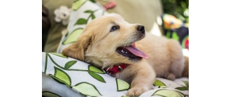 Ile śpi szczeniak? Dlaczego młode psy potrzebują dużo snu?