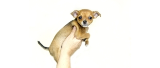 Jakie mleko dla szczeniaka? Czy można podawać zwykłe?