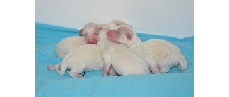 Ciąża u psa – ile trwa i jak ją rozpoznać? Informacje, które mogą się przydać