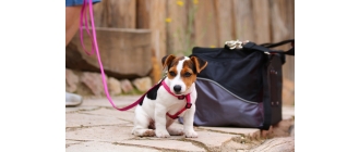 Zalety i wady szelek i obroży. Co wybrać dla szczeniaka?