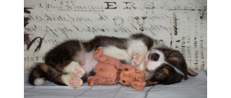 Najlepsze zabawki dla szczeniaka – jakie warto kupić?