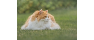 Jaki jest najbardziej puszysty kot na świecie? Poznaj top 7 najbardziej puszystych ras kotów i tajniki ich pielęgnacji