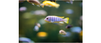 Pyszczaki - różnorodne i kolorowe ryby w twoim akwarium