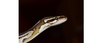 Pyton królewski – najważniejsze informacje o gatunku