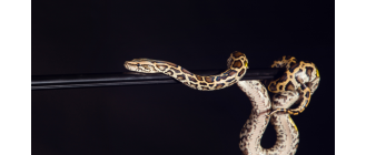 Pyton tygrysi - kompletny opis gatunku