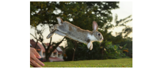Rabbit hopping - idealna aktywność dla królików?
