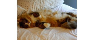 Kot Ragamuffin, czyli potomek ragdolla