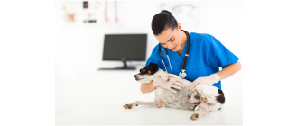 Rak skóry u psa - przyczyny, objawy, rokowania