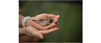 Ranny ptak - co robić? Jak pomóc?