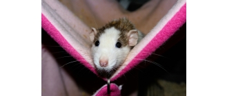 Najczęstsze choroby szczurów – na co zwracać uwagę