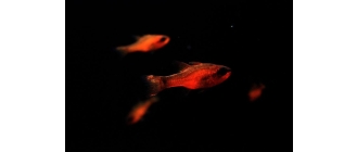 Razbora borneańska mała rybka z Borneo - najważniejsze informacje