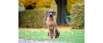 Rhodesian ridgeback (afrykański pies na lwy) – pies z pręgą na grzbiecie – Encyklopedia ras