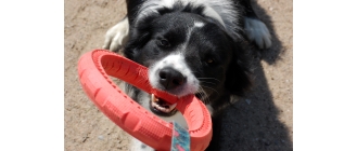 Top 3 zabawki dla psa niszczyciela