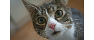 Ropiejące oczy u kota: czym przemywać i jak wyleczyć?