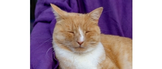 Czym jest i jak leczyć ropień u kota?