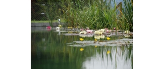 Idealne rośliny nad oczka wodne. Sprawdź jakie rośliny sadzić i jak o nie dbać