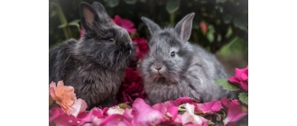 5 trujących roślin dla królika, chomika i innych gryzoni