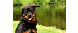 Rottweiler – najważniejsze informacje o rasie