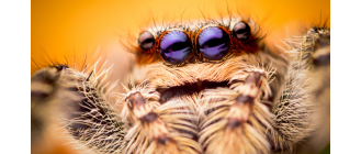 Rozciągnik mchuś (Marpissa muscosa) - największy z polskich skakunów