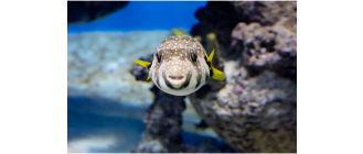 Rozdymki - co musisz wiedzieć przed rozpoczęciem hodowli?