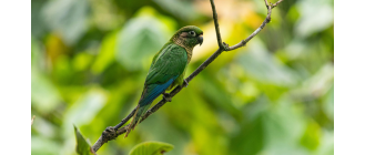 Papuga rudosterka - poznaj bystrą papugę z Ameryki