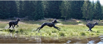 Dog niemiecki – najważniejsze informacje o rasie