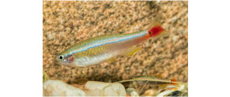 Kardynałek chiński – najważniejsze informacje o gatunku